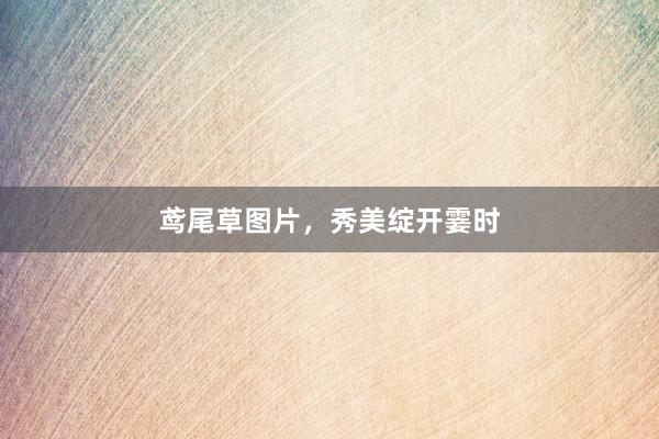 鸢尾草图片，秀美绽开霎时